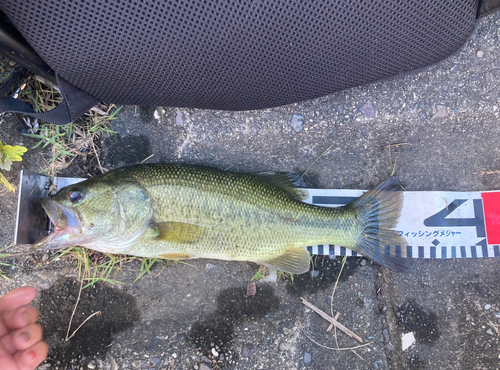 ブラックバスの釣果