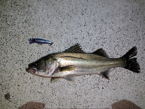 シーバスの釣果