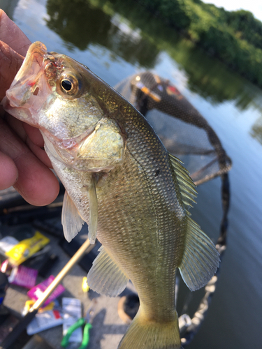 ラージマウスバスの釣果