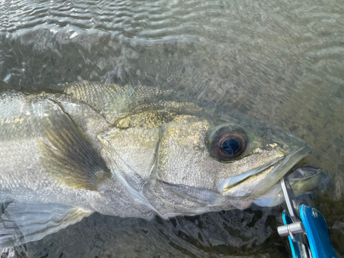 スズキの釣果