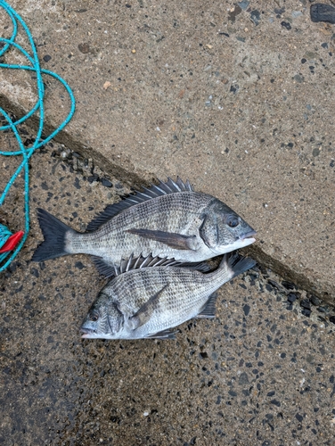 チヌの釣果