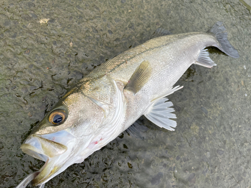 スズキの釣果