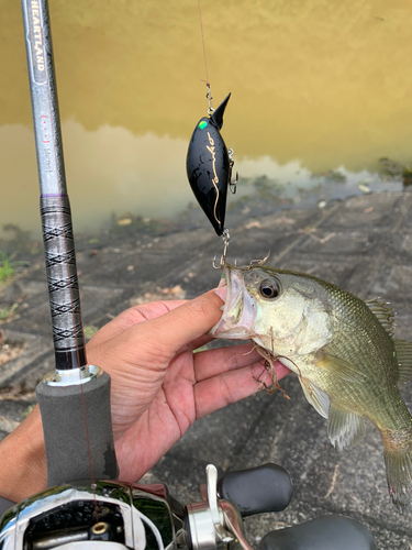 ブラックバスの釣果