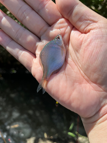 タイリクバラタナゴの釣果