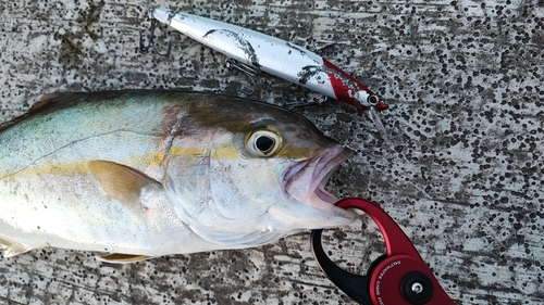 ショゴの釣果