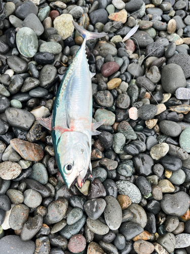 ソウダガツオの釣果