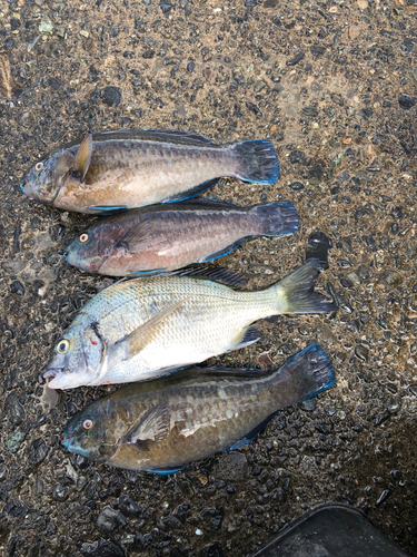 クロダイの釣果