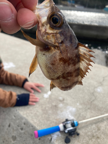 メバルの釣果