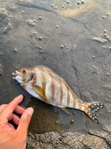 タカノハダイの釣果