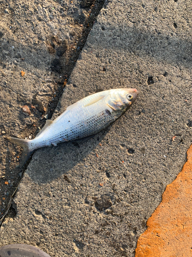 コノシロの釣果