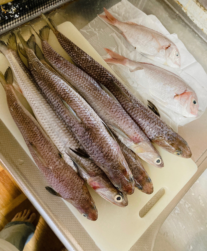 エソの釣果