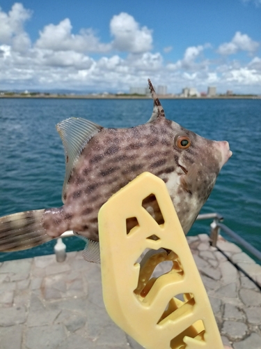 カワハギの釣果