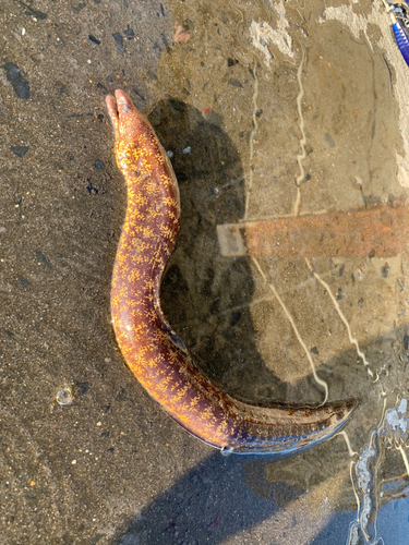 ウツボの釣果