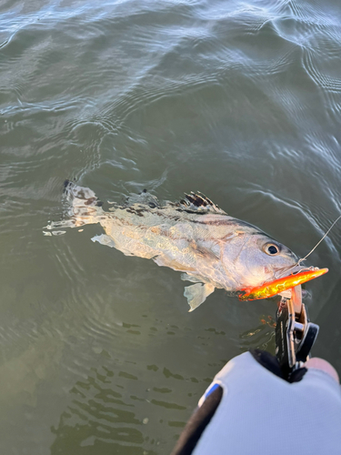 コトヒキの釣果