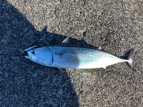 マルソウダの釣果