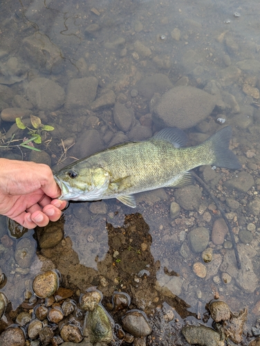 スモールマウスバスの釣果