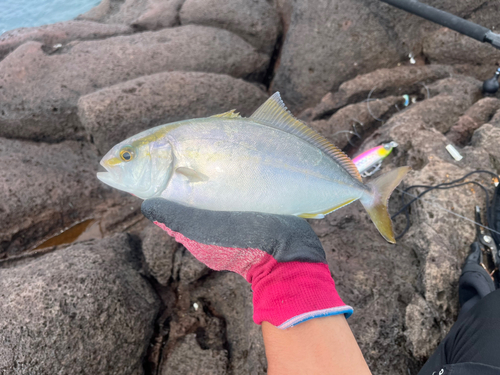 ネリゴの釣果