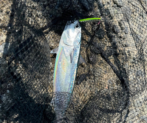 ソウダガツオの釣果