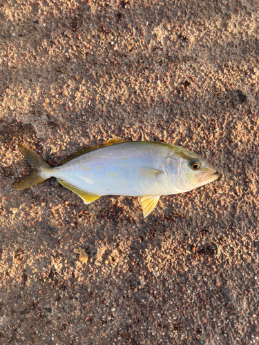 ショゴの釣果