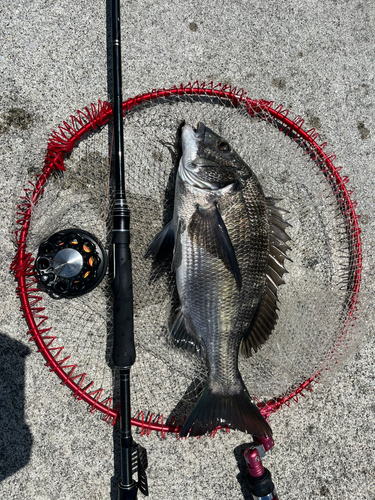 クロダイの釣果