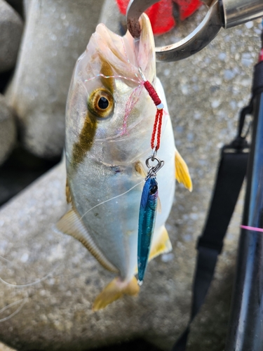 ネリゴの釣果