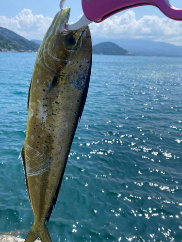 シイラの釣果