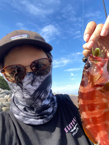 アカハタの釣果