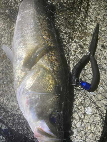 シーバスの釣果