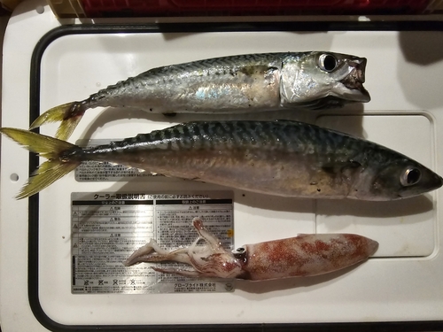 マサバの釣果