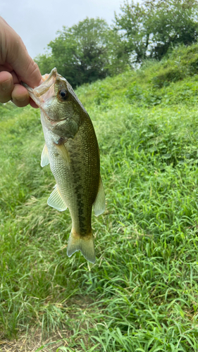 ラージマウスバスの釣果