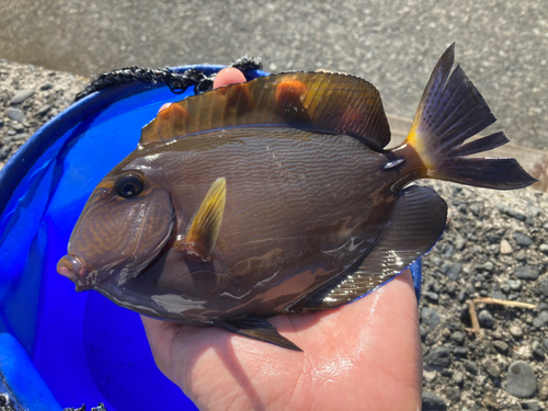 ニセカンランハギの釣果