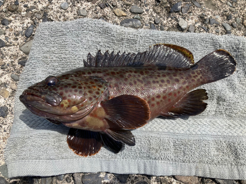 ノミノクチの釣果