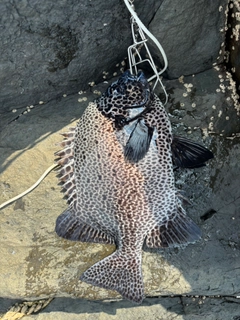 イシガキダイの釣果