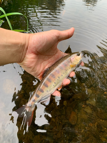 ヤマメの釣果