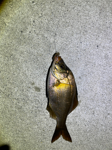 ウミタナゴの釣果