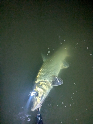 ニゴイの釣果