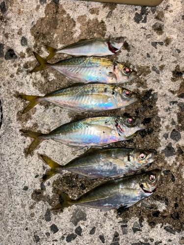 アジの釣果