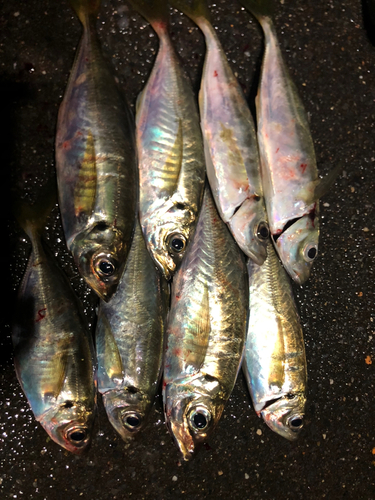 アジの釣果