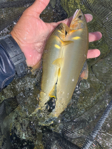 アユの釣果