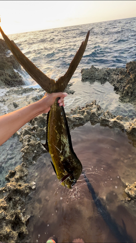 シイラの釣果