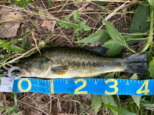 ブラックバスの釣果