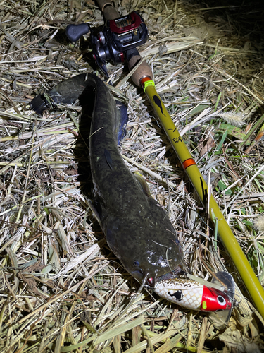 ナマズの釣果