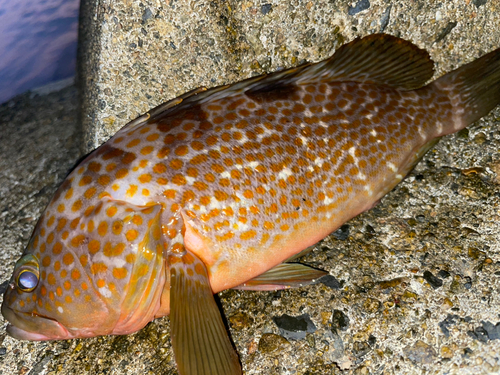 キジハタの釣果