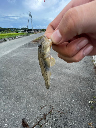 ハゼの釣果