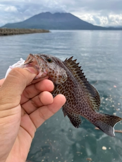 オオモンハタの釣果