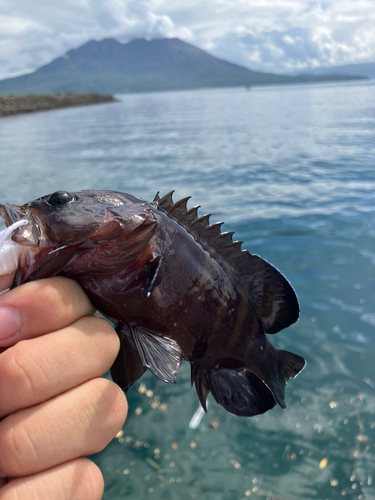 ヤミハタの釣果