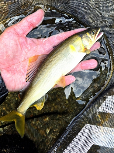 アユの釣果