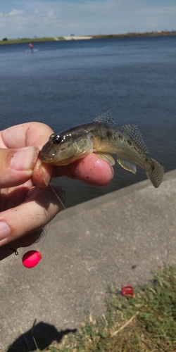 マハゼの釣果