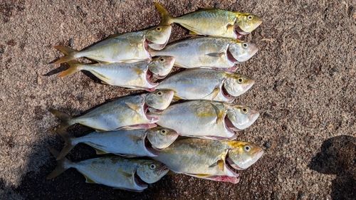 シオの釣果