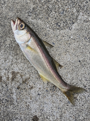 ムツの釣果